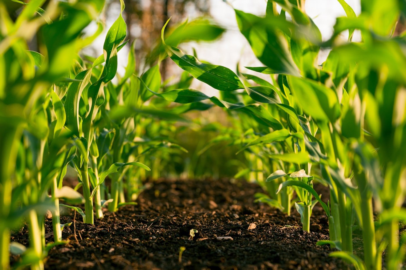 Agriculture & Agri-Tech workforce